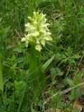 Dactylorhiza sambucina