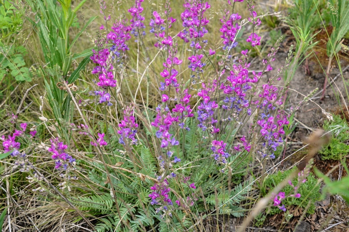 Изображение особи Oxytropis coerulea.