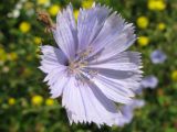 Cichorium intybus