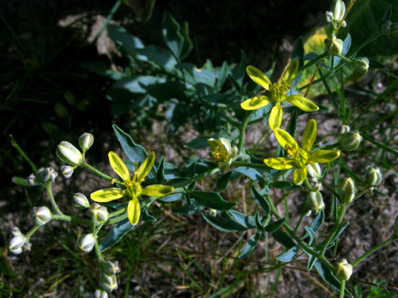 Изображение особи Haplophyllum versicolor.