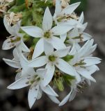 Lysimachia barystachys