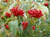 Viburnum opulus