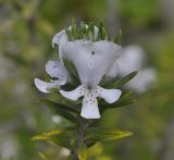 Westringia fruticosa