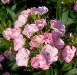 Dianthus barbatus