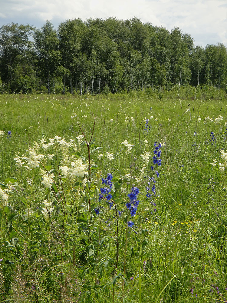 Изображение особи Delphinium cheilanthum.