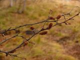 Betula callosa. Ветви с соплодиями-серёжками. Мурманская обл., Североморский р-н, губа Грязная. 25.10.2009.