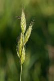 Bromus hordeaceus