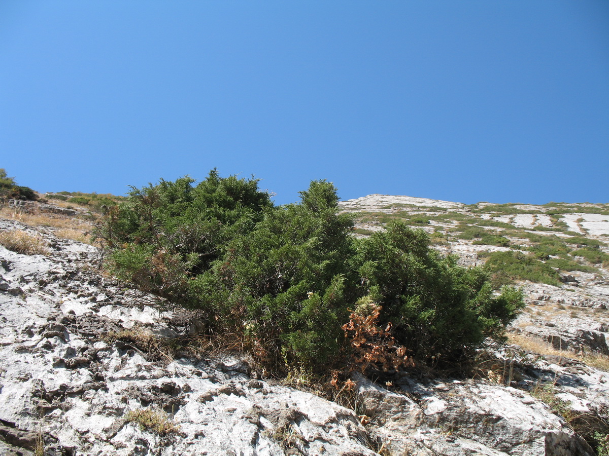 Изображение особи Juniperus turkestanica.