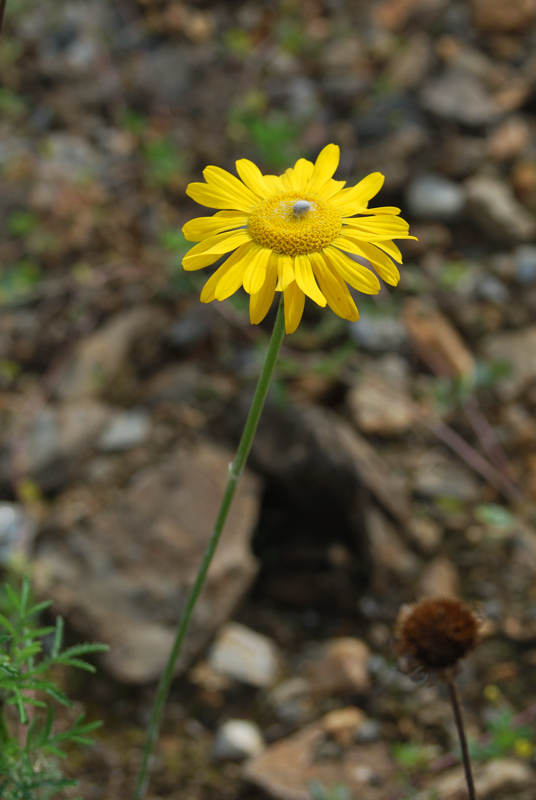 Изображение особи Anthemis tinctoria.