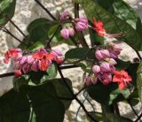 Clerodendrum thomsoniae