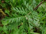 Potentilla multifida. Лист. Приморье, Находкинский городской округ, окр. пос. Авангард, у лесной тропы. 04.07.2016.