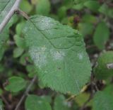 Prunus spinosa