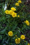 Inula britannica