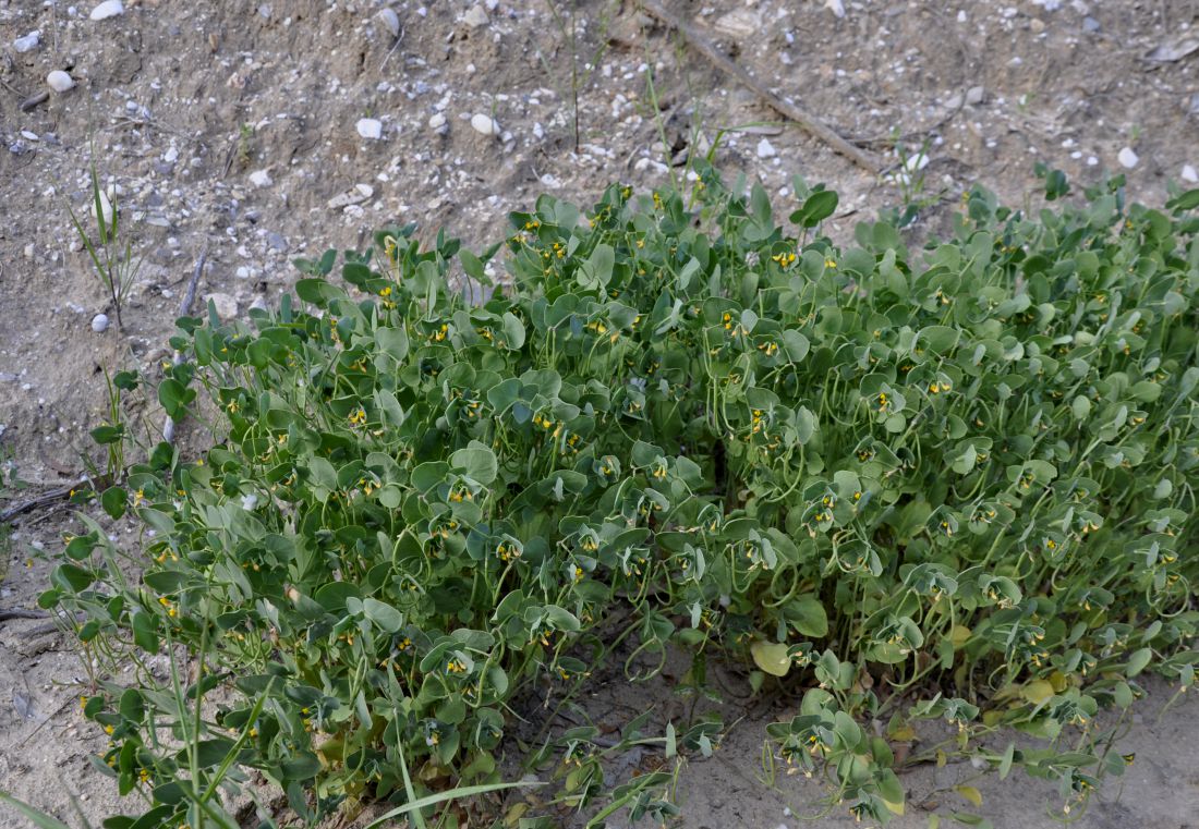 Изображение особи Coronilla scorpioides.