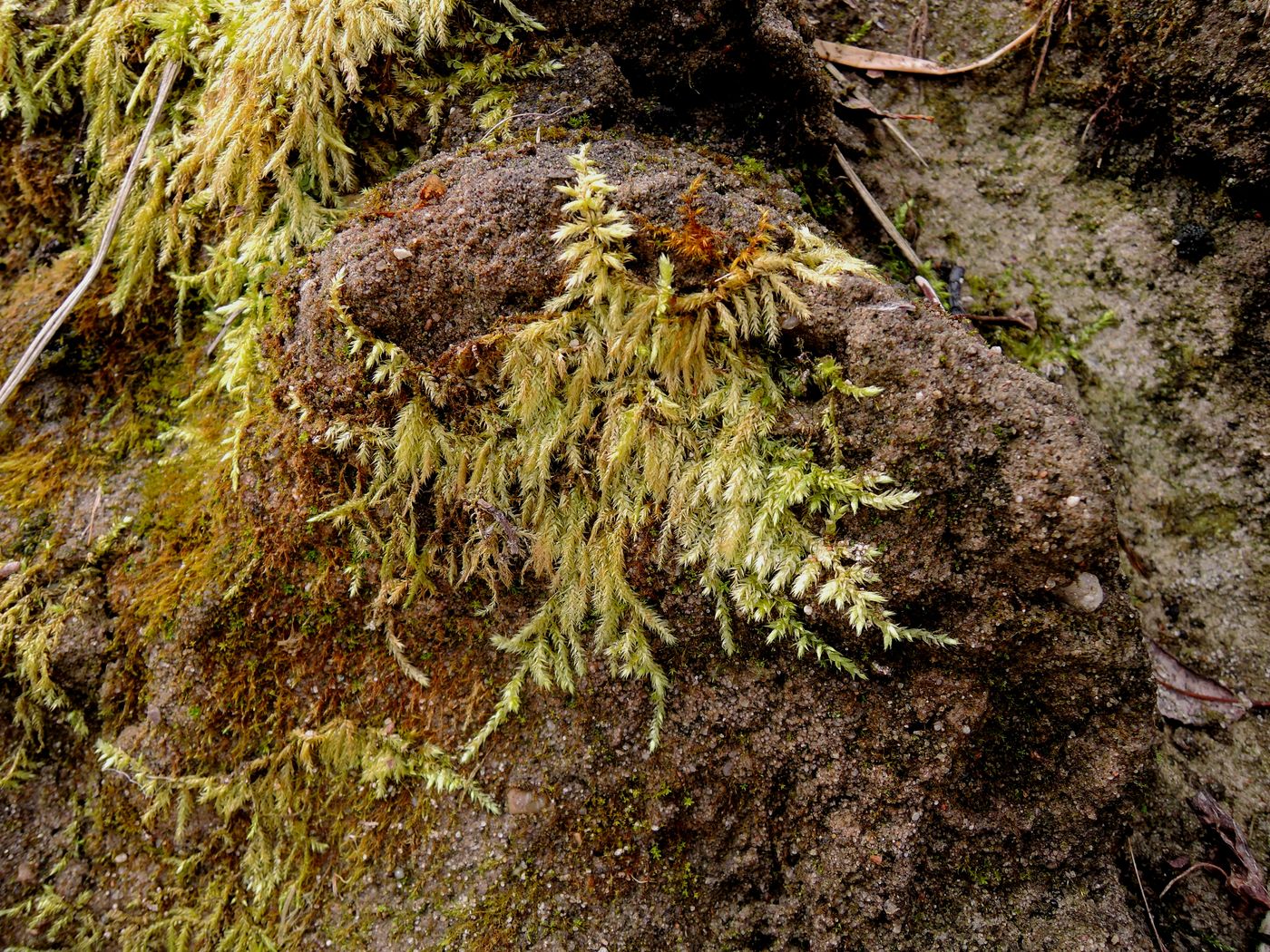 Изображение особи род Brachythecium.