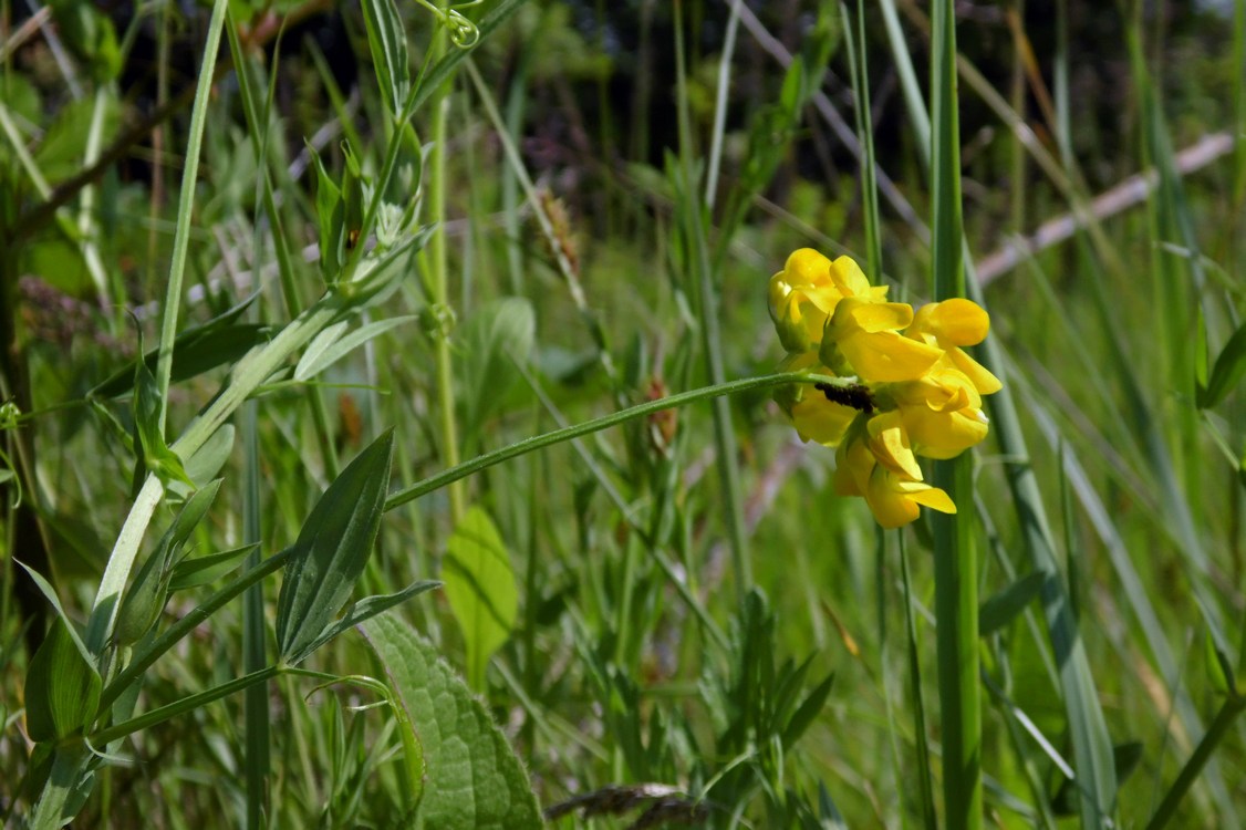 Изображение особи Lathyrus pratensis.