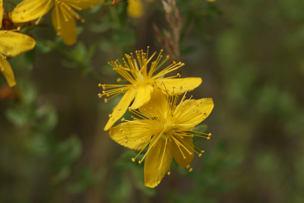 Изображение особи Hypericum perforatum.