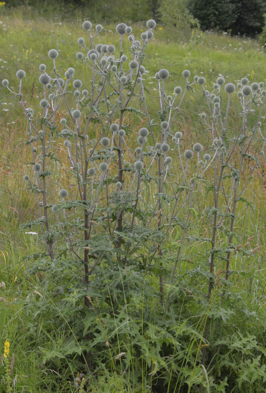 Изображение особи Echinops sphaerocephalus.