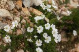 Cerastium polymorphum. Цветущее растение. Адыгея, Кавказский биосферный заповедник, склон горы Оштен, ≈ 2700 м н.у.м., каменистая осыпь. 24.07.2017.