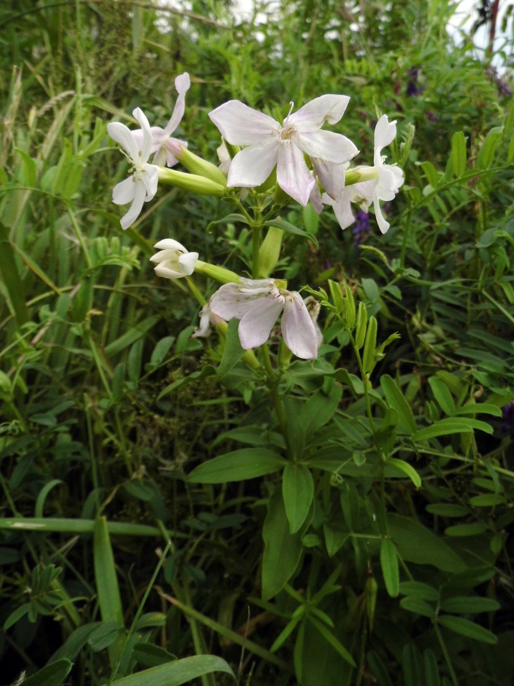 Изображение особи Saponaria officinalis.