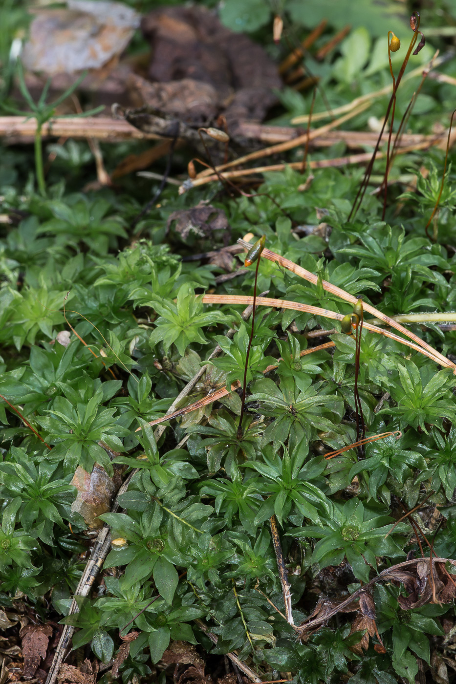 Изображение особи Rhodobryum roseum.