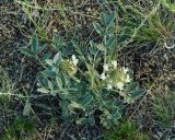 Astragalus lupulinus