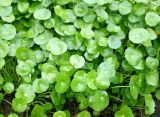 Hydrocotyle umbellata