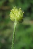 Ranunculus auricomus. Плод. Горный Крым, берег р. Бурульча. 02.06.2013.