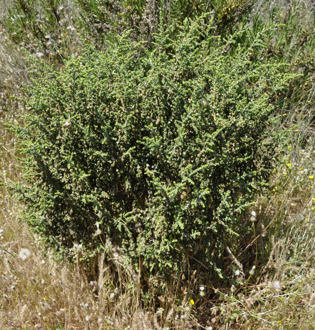 Image of Thymelaea hirsuta specimen.