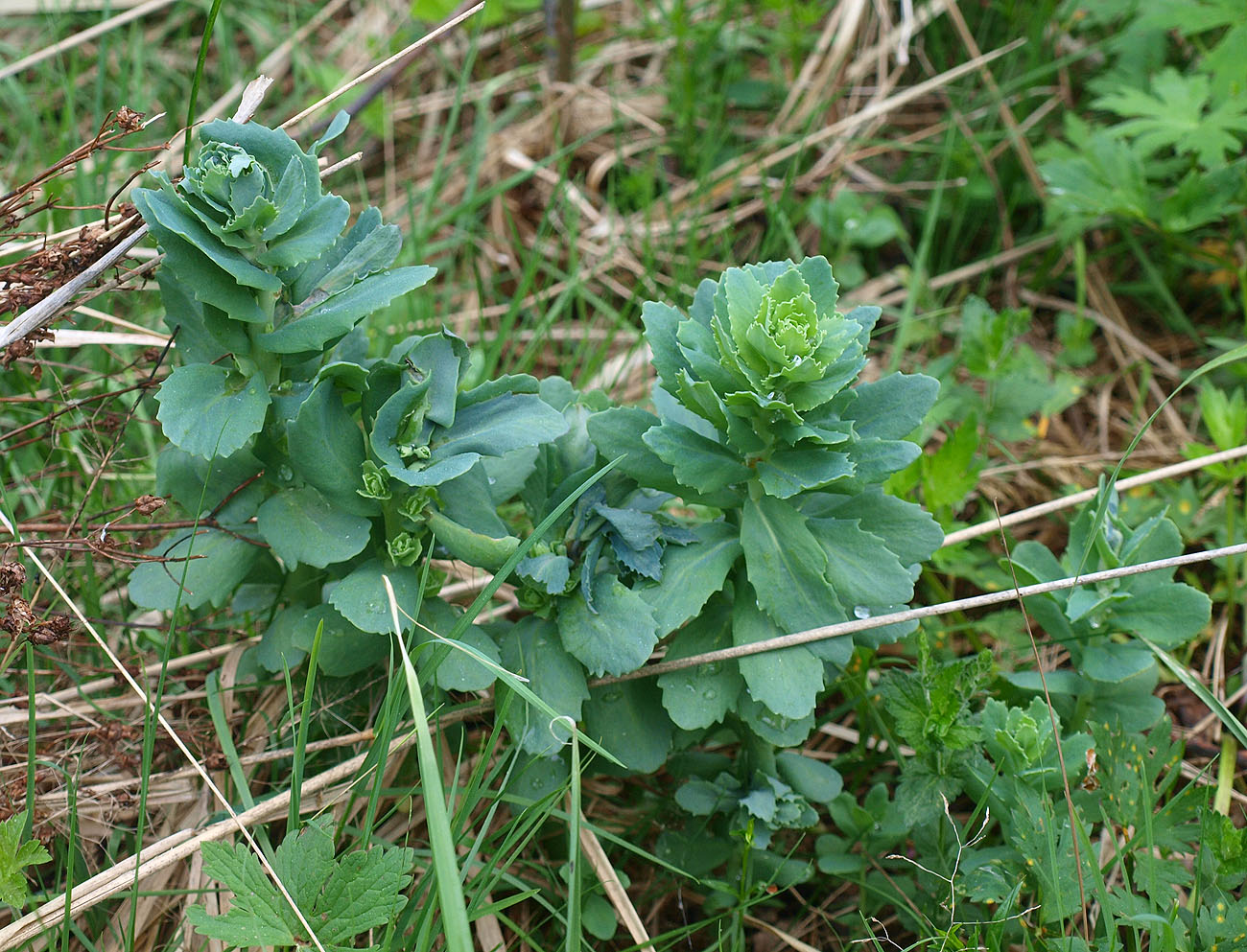 Изображение особи Hylotelephium triphyllum.