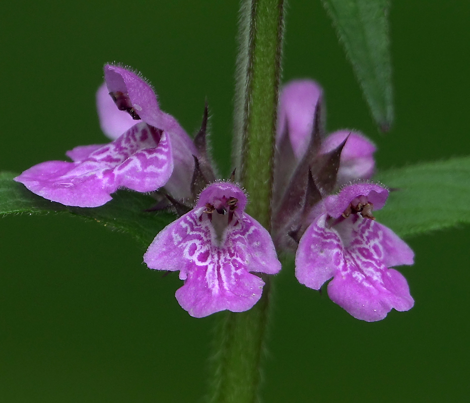 Изображение особи Stachys palustris.