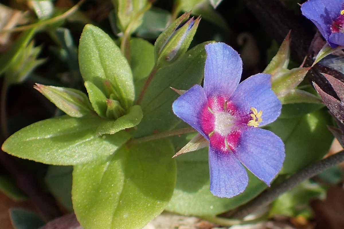 Изображение особи Anagallis arvensis.