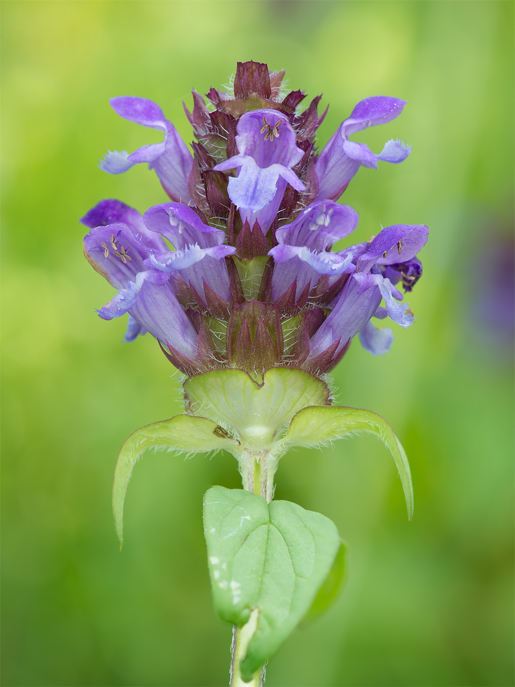 Изображение особи Prunella vulgaris.