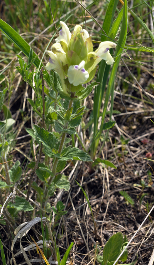 Изображение особи Scutellaria oreades.