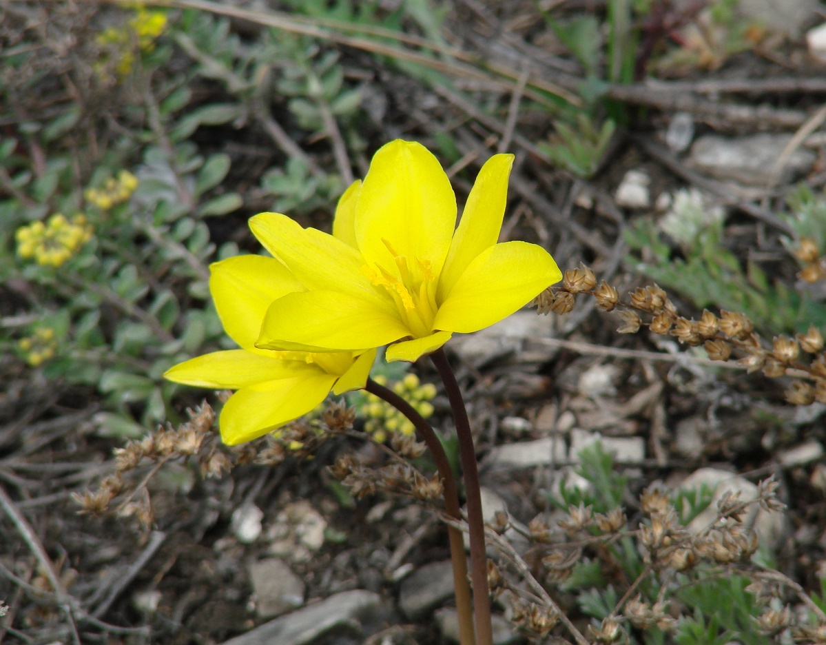 Image of Tulipa uniflora specimen.