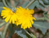 Launaea angustifolia