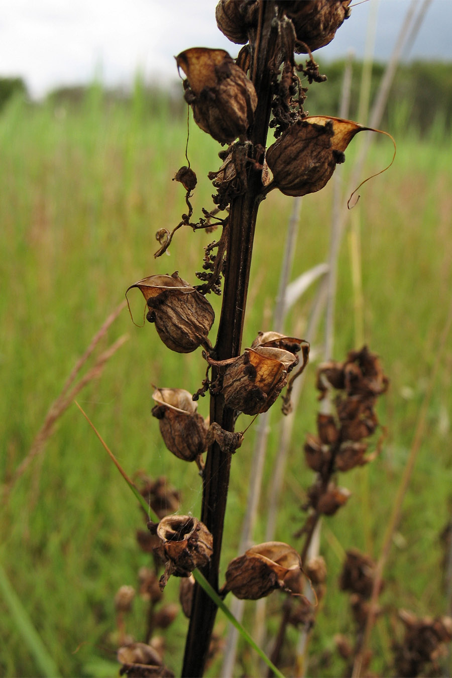 Image of Pedicularis palustris specimen.
