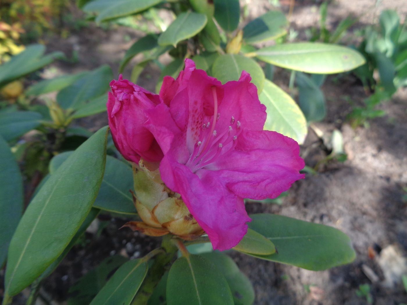 Изображение особи род Rhododendron.