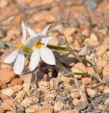 Narcissus obsoletus