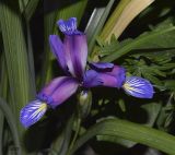 Iris graminea