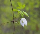 Atragene sibirica. Часть побега с цветком. Амурская обл., Хинганский заповедник, отроги Малого Хингана, басс. р. Тарманчукан, лиственичный лес на склоне северной экспозиции. 26.05.2020.