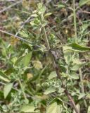 Scutellaria brevibracteata. Верхушка веточки. Израиль, горы Самарии, западная часть, поселение Альпей Менаше, днище вади. 28.04.2022.