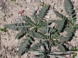 Phlomoides nuda