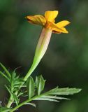 Tagetes patula