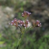 Verbena brasiliensis