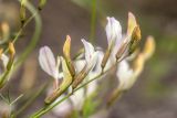 Astragalus pseudotataricus