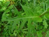 Cirsium heterophyllum