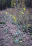 Brassica campestris. Цветущее растение. Татарстан, Агрызский р-н, окр. с. Красный Бор, край убранного поля. 30.09.2023.