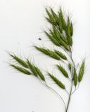 Bromus japonicus. Соцветие. Курская обл., г. Железногорск, школьный стадион. 3 июля 2007 г.