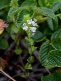 род Euphrasia. Верхушка побега с соцветием (среди листьев Rosa rugosa). Сахалин, Холмский гор. округ, мыс Слепиковского, песчаный пляж. 26.08.2023.